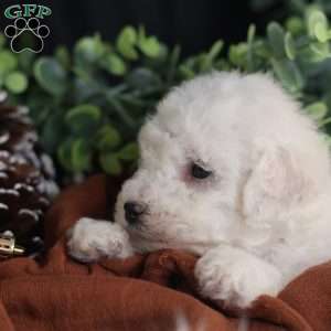 Tiny-Rudolph, Bichon Frise Puppy